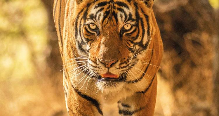 Vive la magia de la ruta del tigre por el norte y centro de la India con el Taj Mahal - todo incluido - Travel Con 6