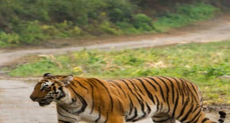 Vive la magia de la ruta del tigre por el norte y centro de la India con el Taj Mahal - todo incluido - Travel Con 7