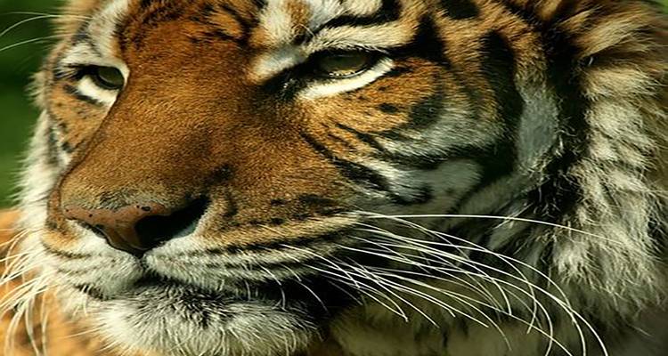 Vive la magia de la ruta del tigre por el norte y centro de la India con el Taj Mahal - todo incluido - Travel Con 10