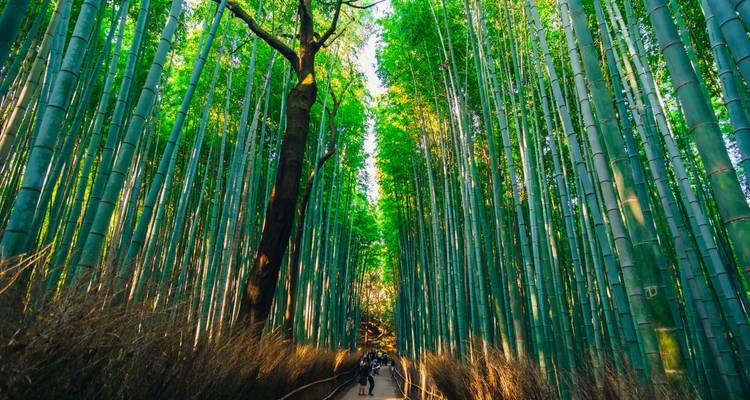 Japon : entre le passé et le présent - Un voyage culturel de Tokyo à Osaka (de Tokyo à Osaka) - Collette 3