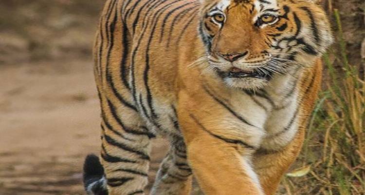 Uncovering the Wonders of India: A 26-Day Wildlife Tour - Travel Con 6