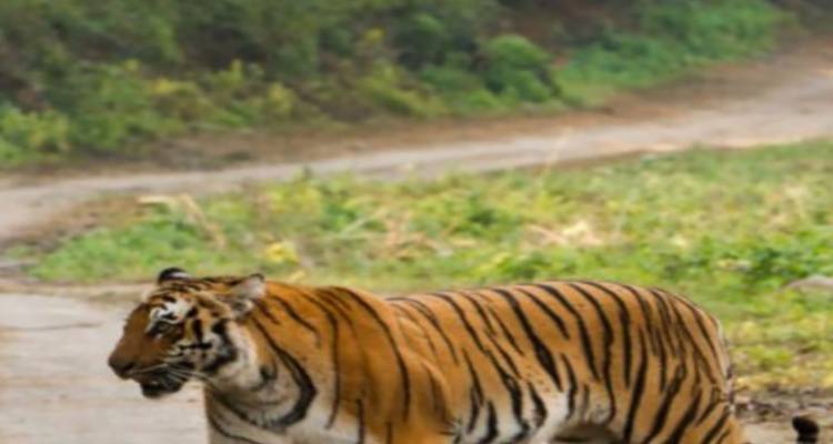 Uncovering the Wonders of India: A 26-Day Wildlife Tour - Travel Con 7