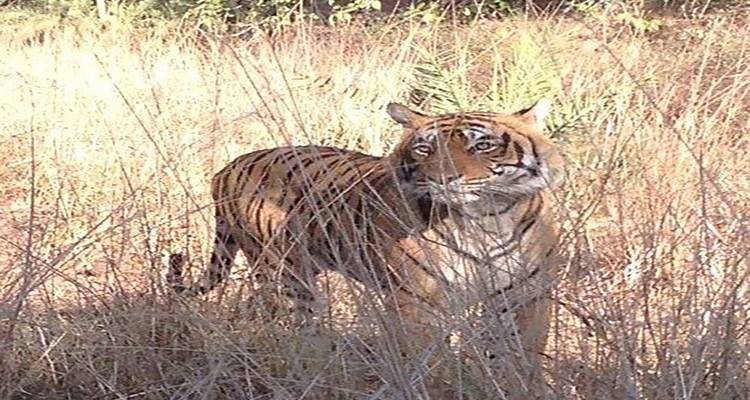 Uncovering the Wonders of India: A 26-Day Wildlife Tour - Travel Con 8