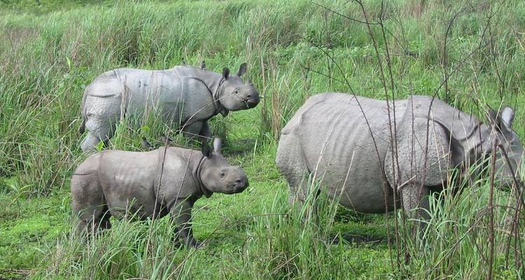 Uncovering the Wonders of India: A 26-Day Wildlife Tour - Travel Con 10
