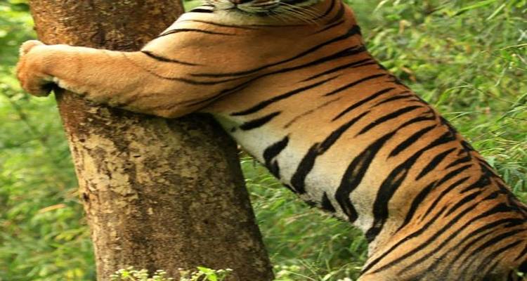 Découvrez les merveilles de l'Inde : Un circuit de 26 jours consacré à la faune et à la flore - Travel Con 10