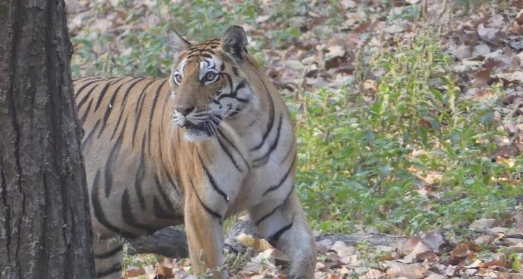 7 Day Golden Triangle Tour With Ranthambore (National Park) by Car - Avtar India Tours 4