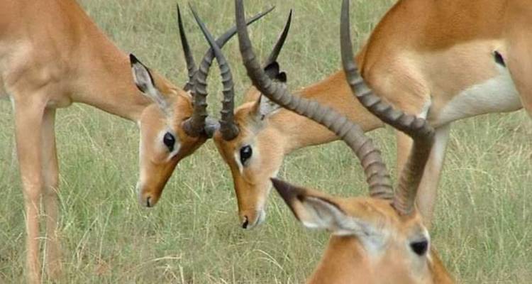 4 days wonder of tanzania safari - Click Expeditions 4