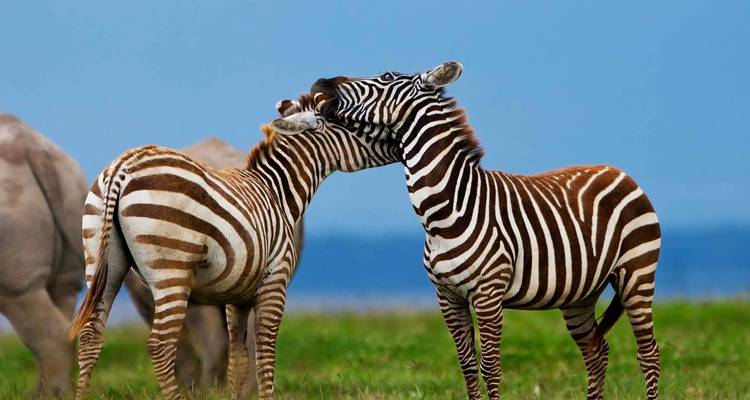 3 jours de safari dans le Masai Mara en véhicule 4x4 à toit ouvert - JOYINA SAFARIS AFRICA 3