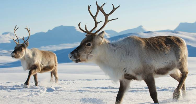 North Cape Under the Snow - fly & drive - V.O.S – Vision of Scandinavia 6