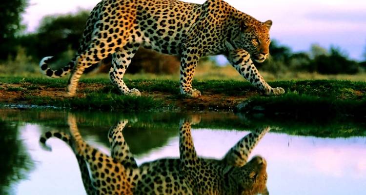Budget Lower Zambezi National Park wildlife-focused safari (4 Days). - Lochinvar Safaris 1