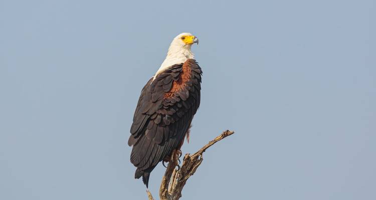 Budget Lower Zambezi National Park wildlife-focused safari (4 Days). - Lochinvar Safaris 3