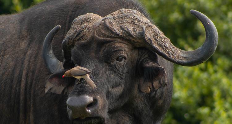 Budget Lower Zambezi National Park wildlife-focused safari (4 Days). - Lochinvar Safaris 4