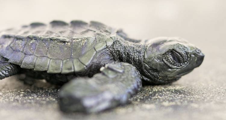 4 días Capurgana y las Tortugas - BnB Colombia Tours 2