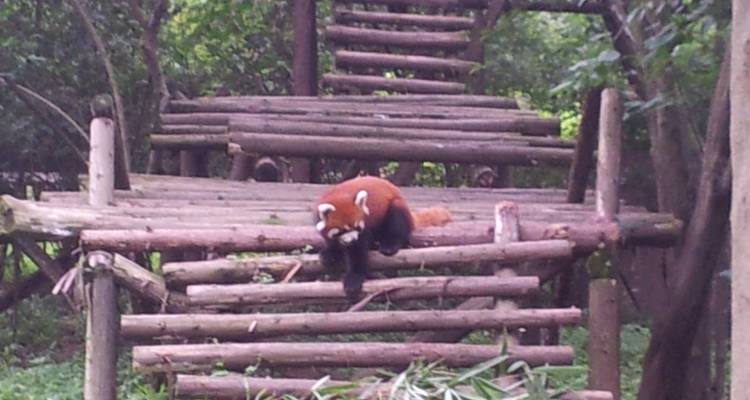 Private Tour: 3-Night Sichuan Explore from Chengdu to Leshan and Mt Emei - Silk Road Trips 3