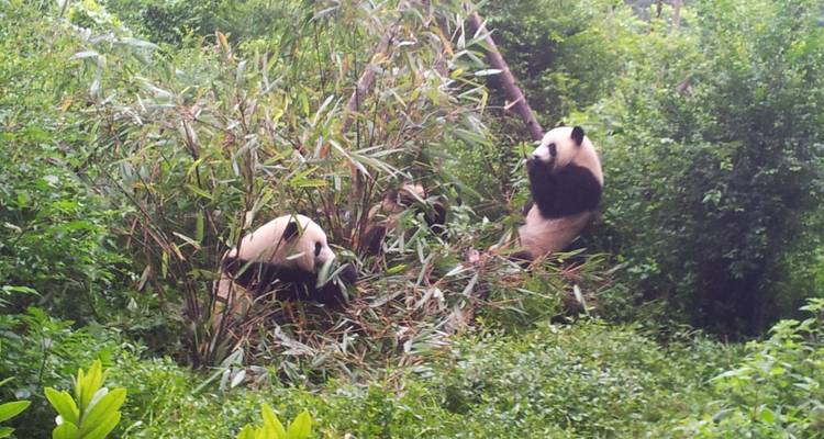 Private Tour: 3-Night Sichuan Explore from Chengdu to Leshan and Mt Emei - Silk Road Trips 6