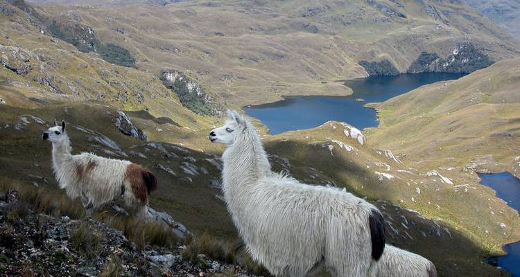 Llamas on a hillside overlooking a scenic valley with lakes.