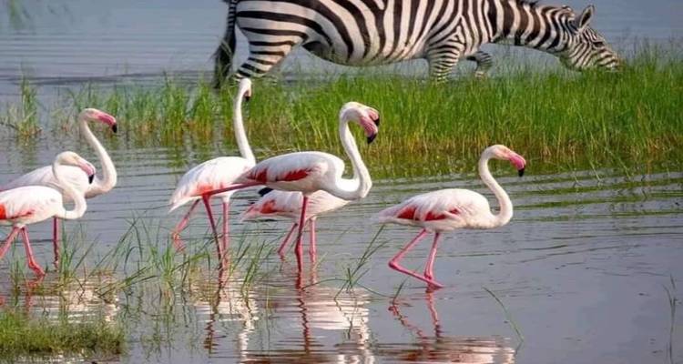 Flamingo's wadend in het water met een zebra op de achtergrond.