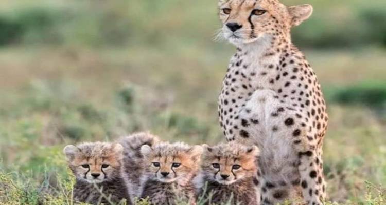 Jachtluipaard met welpen zittend in het gras.