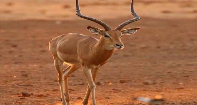 Antilope lopend op een roodachtig terrein tijdens zonsondergang.