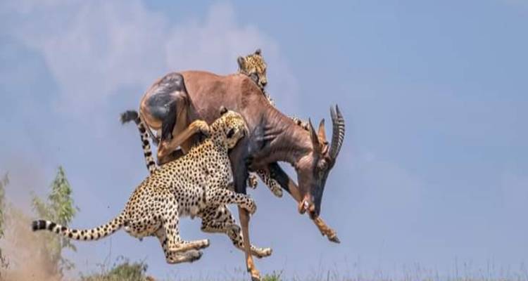 Jachtluipaarden die een rennende gnoe aanvallen.