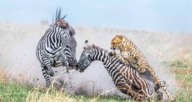 Jachtluipaard die op een zebra springt in een dramatische scène.
