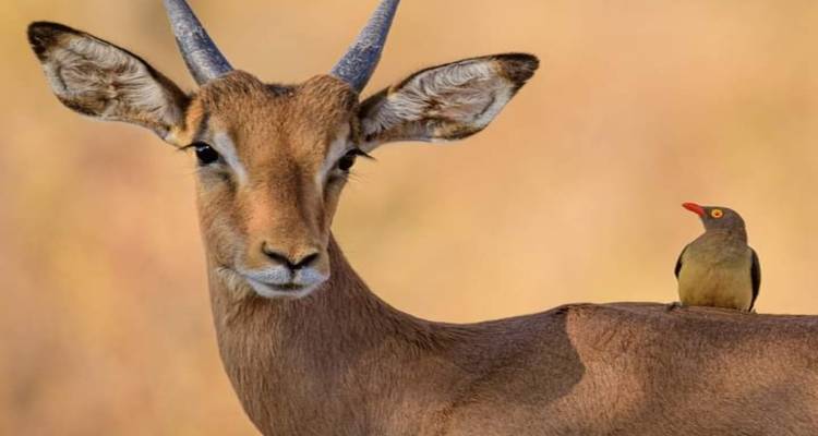 Antilope met een vogel neergezeten op zijn rug in een natuurlijke omgeving.