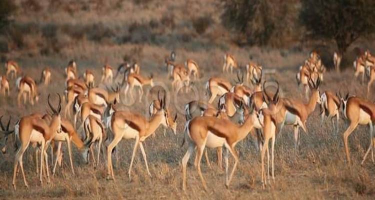 Safari de campamento de 4 días en Maasai Mara - Click Expeditions 5