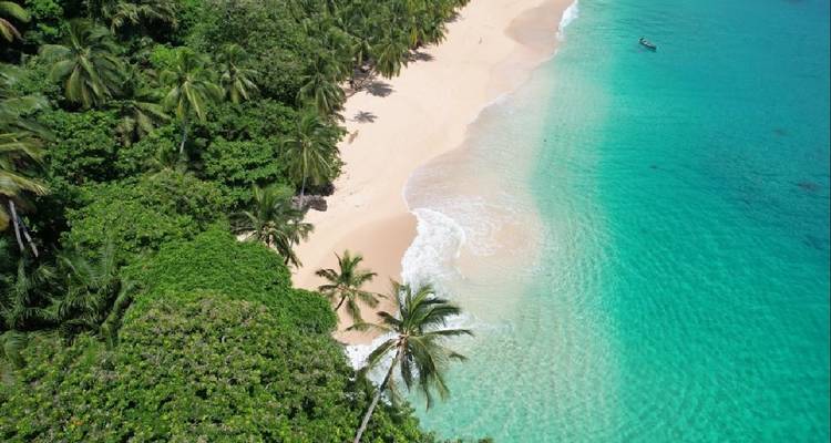 Vue aérienne d'une plage bordée de palmiers et d'eau claire.
