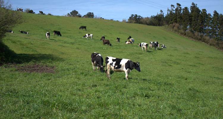 Açores : Entre pistes et paysages - levarTravel 7