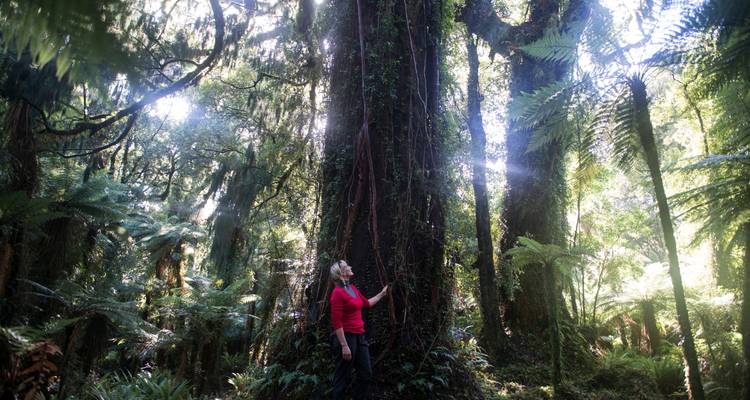 Lo más destacado de Hollyford - Discover New Zealand 3
