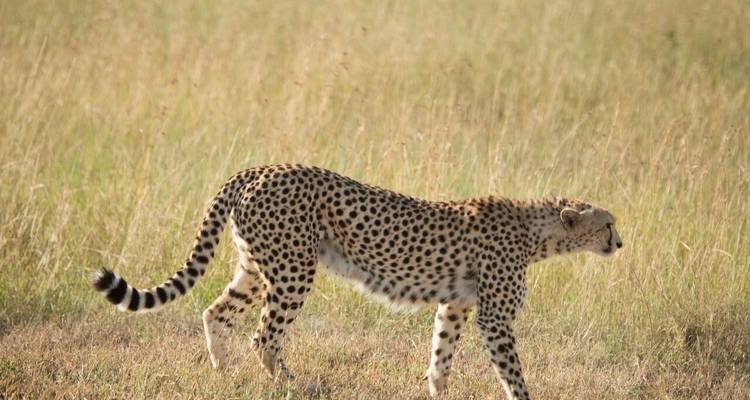 La mejor experiencia de safari en el lujoso campamento espíritu del Mara - Maasai Mara - Samson's Safaris 6