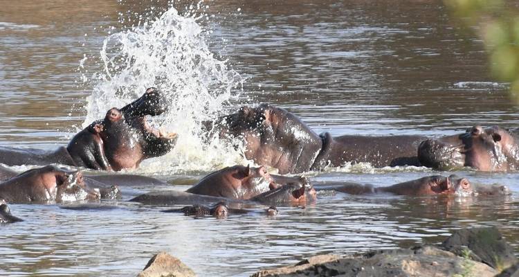 La mejor experiencia de safari en el lujoso campamento espíritu del Mara - Maasai Mara - Samson's Safaris 7