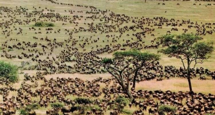 Grande horde d'animaux, probablement des gnous, migrant à travers la savane.