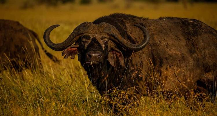 Kaffernbüffel stehen im hohen Gras während der goldenen Stunde.