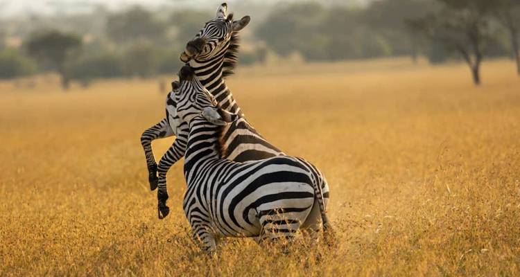 Zwei Zebras, die spielerisch auf einer grasbewachsenen Ebene miteinander interagieren.