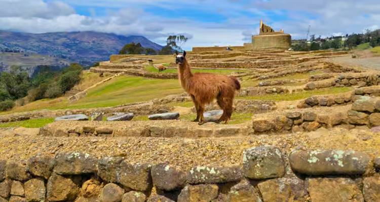 A llama standing on ancient stone terraces with a building and mountains in the background.