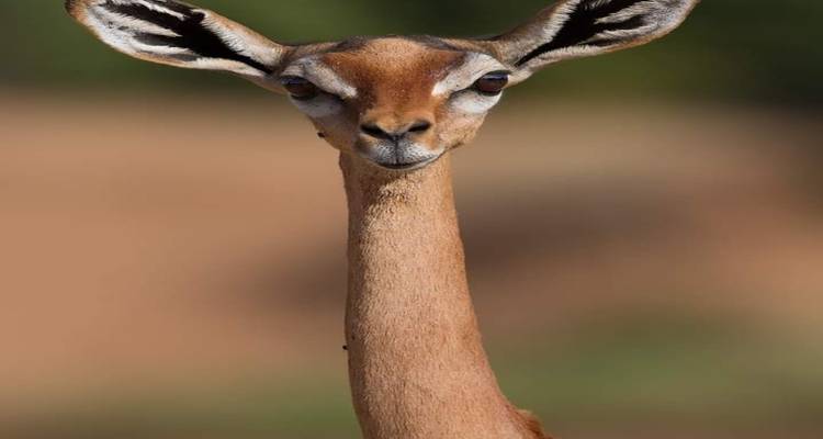 Nahaufnahme-Porträt einer Giraffengazelle mit langem Hals und großen Ohren.