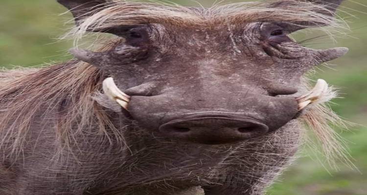 Nahaufnahme eines Warzenschweins mit bemerkenswerten Hauern und borstiger Mähne.