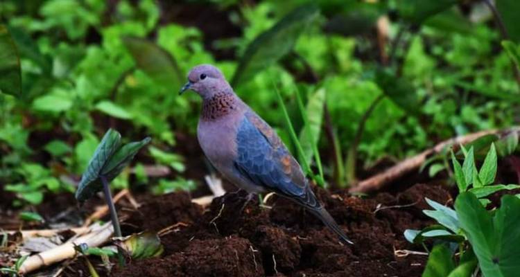 Ein taubenähnlicher Vogel, der am Boden zwischen Gras und Blättern nach Futter sucht.