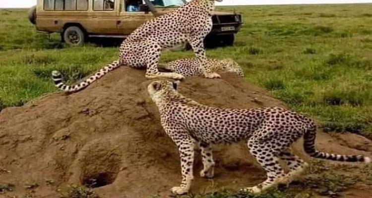 4 days wonder of tanzania safari - kilimanjaro habitas 2