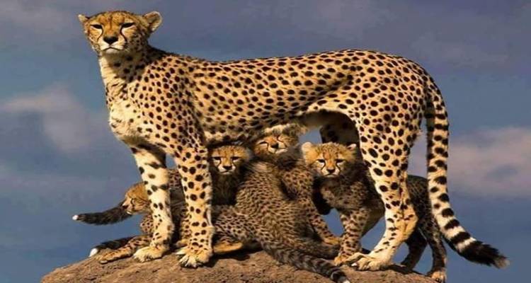 4 days wonder of tanzania safari - kilimanjaro habitas 4