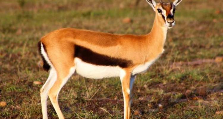 Safari combinado de 15 días en Kenia y Tanzania - kilimanjaro habitas 7