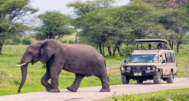 Safari combinado de 15 días en Kenia y Tanzania - kilimanjaro habitas 10