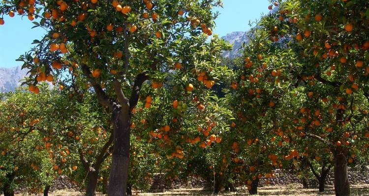 Orchard with orange trees under a clear blue sky.