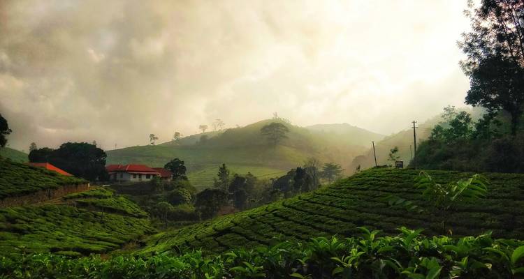 Vue panoramique des plantations de thé à Munnar avec une atmosphère brumeuse.
