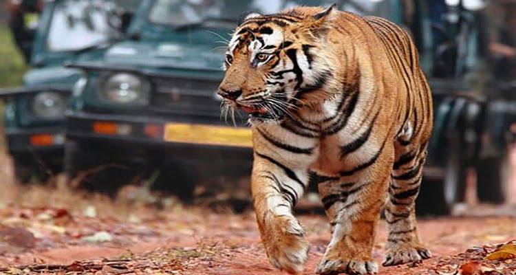 Tiger, der mit einem Safari-Fahrzeug im Hintergrund läuft.