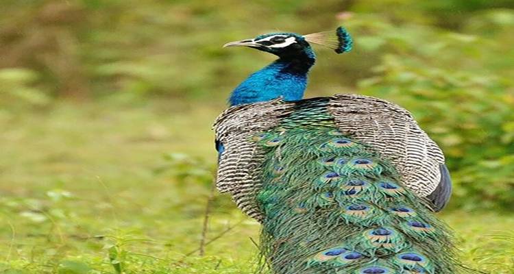 5 Days of Bandipur National Park with Wayanad(ALL INCLUSIVE) - Travel Con 2