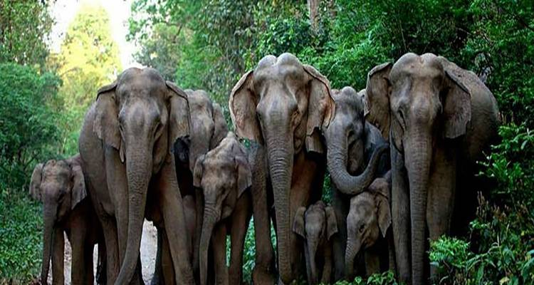 5 Days of Bandipur National Park with Wayanad(ALL INCLUSIVE) - Travel Con 3