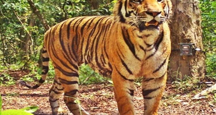 5 Days of Bandipur National Park with Wayanad(ALL INCLUSIVE) - Travel Con 4