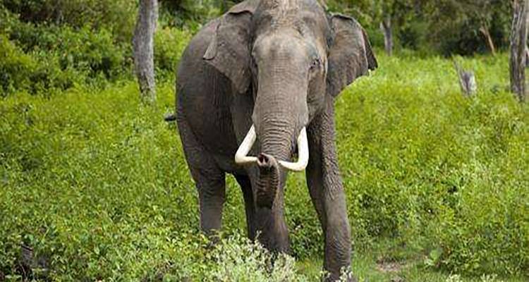 5 Days of Bandipur National Park with Wayanad(ALL INCLUSIVE) - Travel Con 6